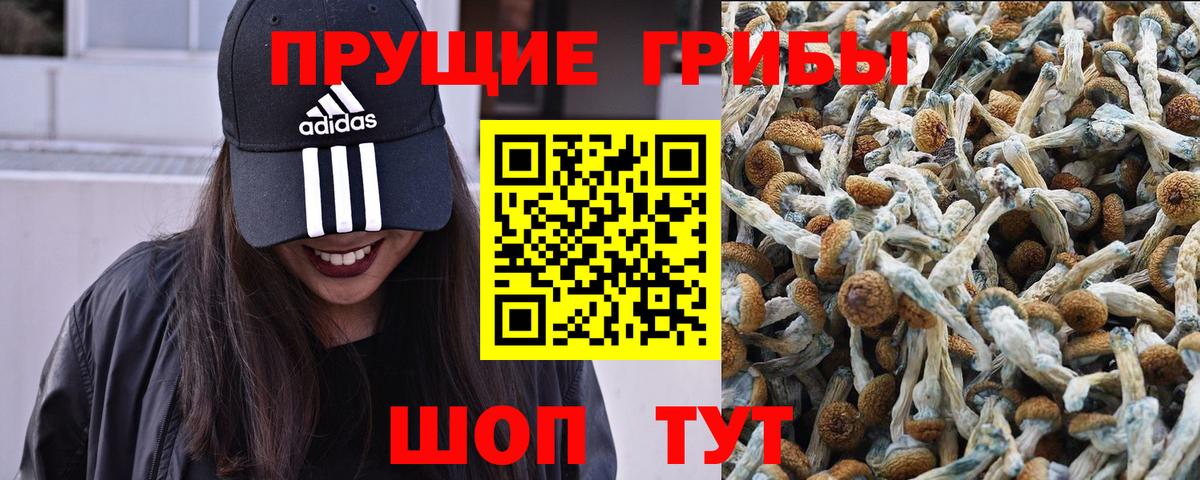 Тайшет  Псилоцибиновые грибы Cubensis  Вход с VPN 
